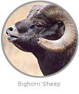 Photo of a Bighorn Sheep
