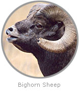 photo of a Bighorn Sheep