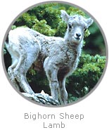 photo of a Bighorn Sheep lamb