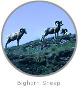photo of Bighorn Sheep