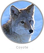 Photo of a Coyote