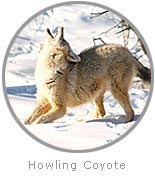 Photo of a howling Coyote