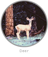 Photo of a Deer