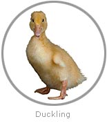 photo of a Duckling