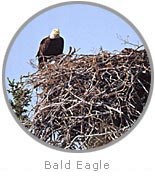 photo of a Bald Eagle on a nest