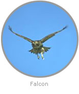 Photo of a Falcon