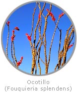 photo of an Ocotillo plant