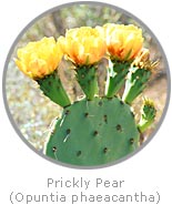 photo of a Prickly Pear cactus